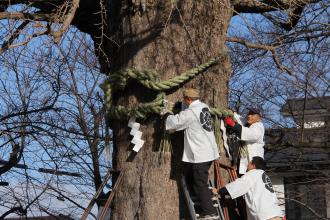 画像　大銀杏の大注連縄懸け