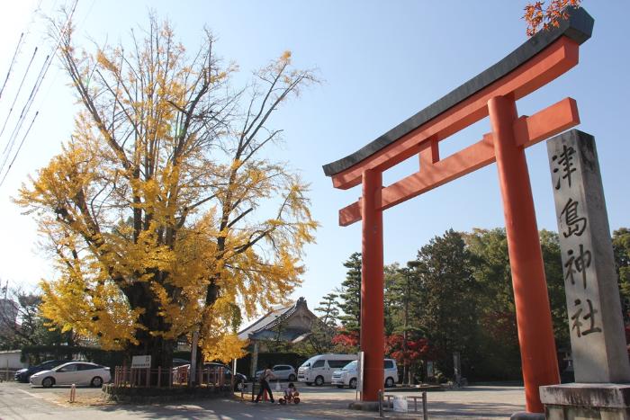 画像　大イチョウの木（津島神社）