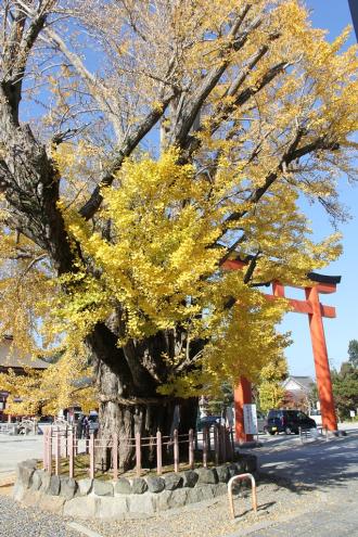 画像　大イチョウの木（津島神社）