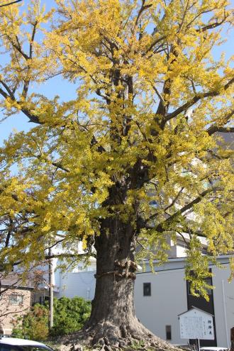 画像　大イチョウの木（馬場町）