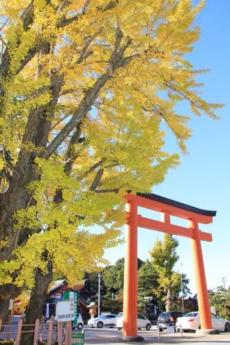 画像　津島神社大イチョウ（11月21日）