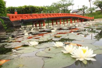 天王川公園丸池の水蓮1